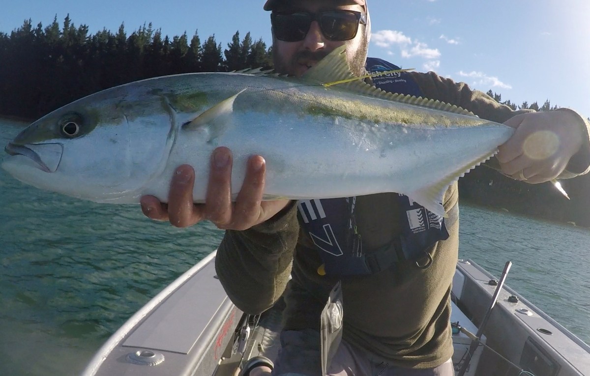 Kingfish tagging program