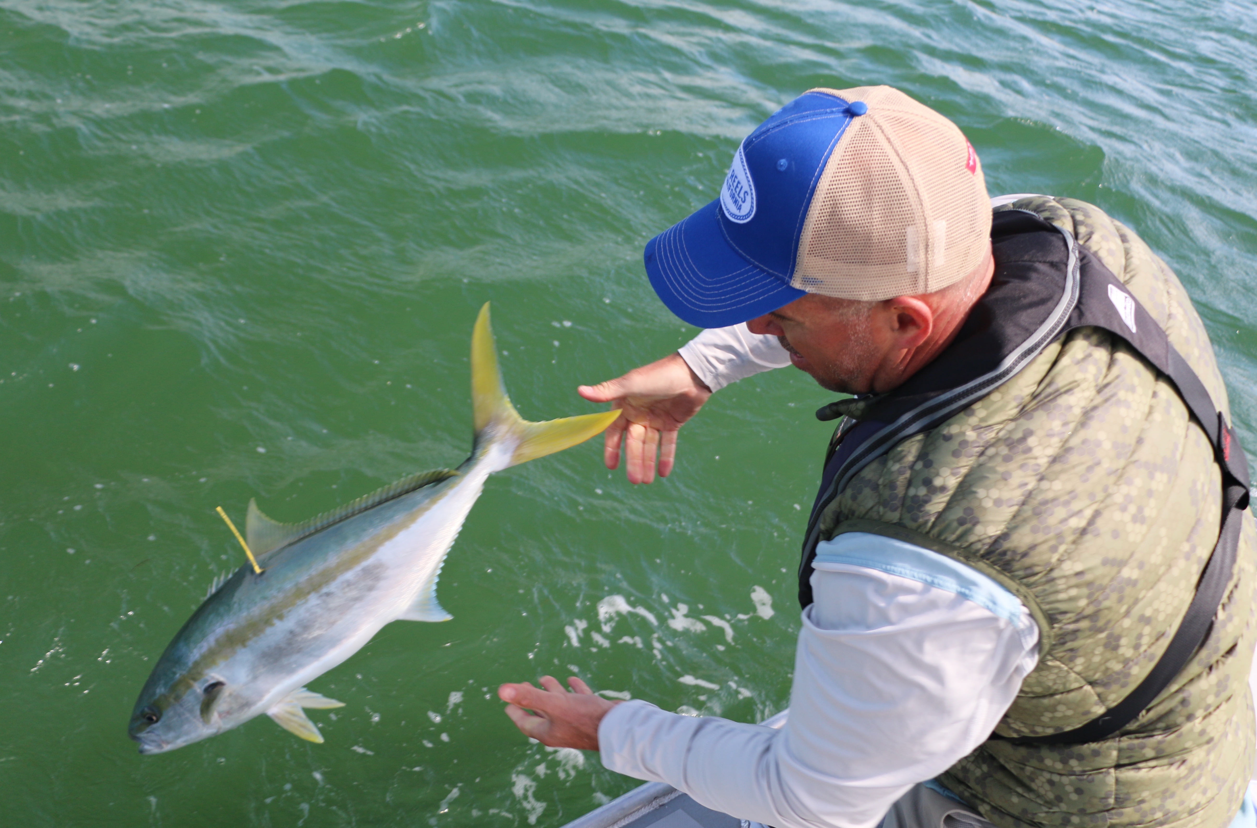 Tag, kingfish, fly rod, salt water, collingwood, manukau, waiheke island