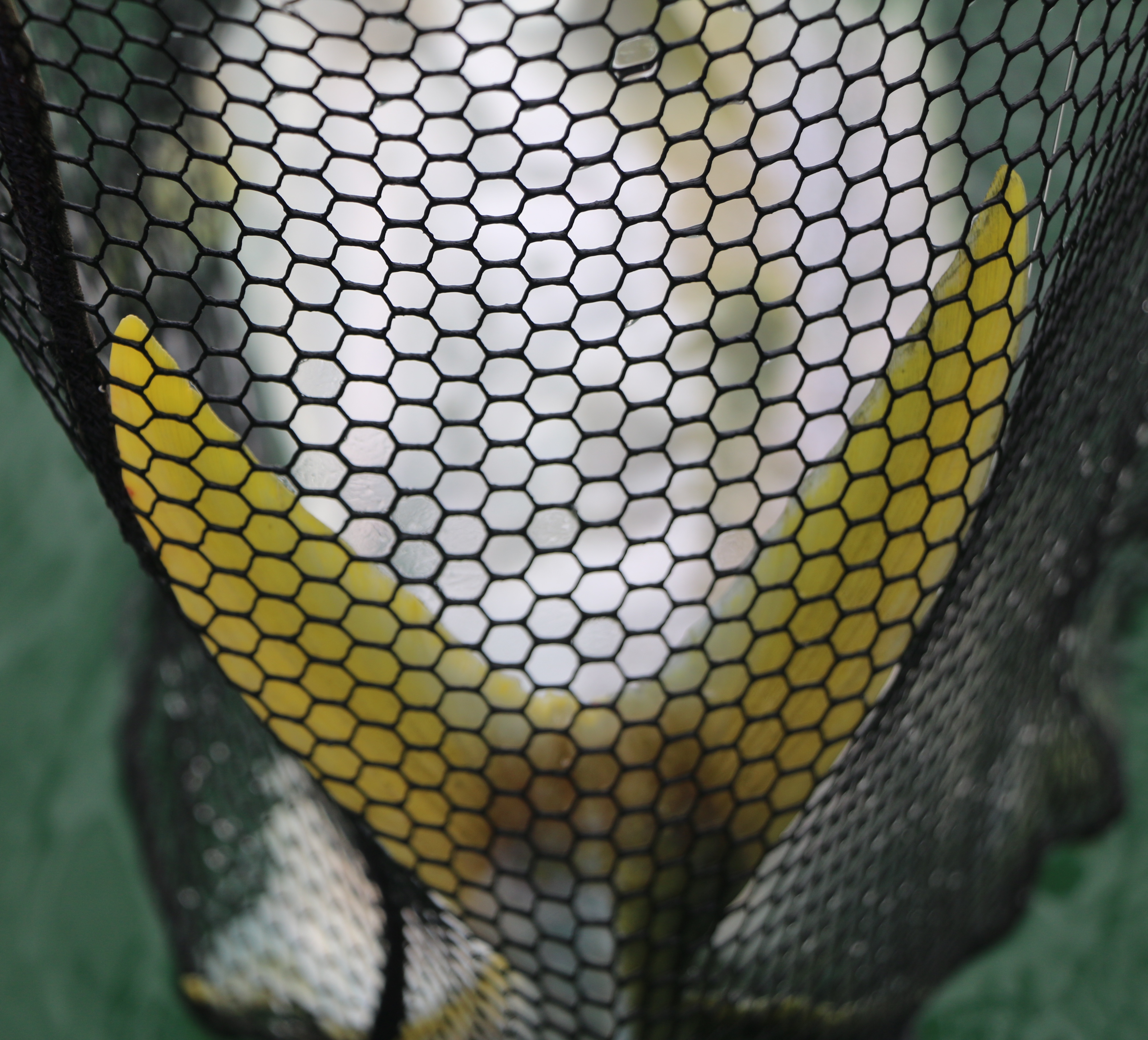 Yellow tail, kingfish, flats, bay of plenty, salt fly guide