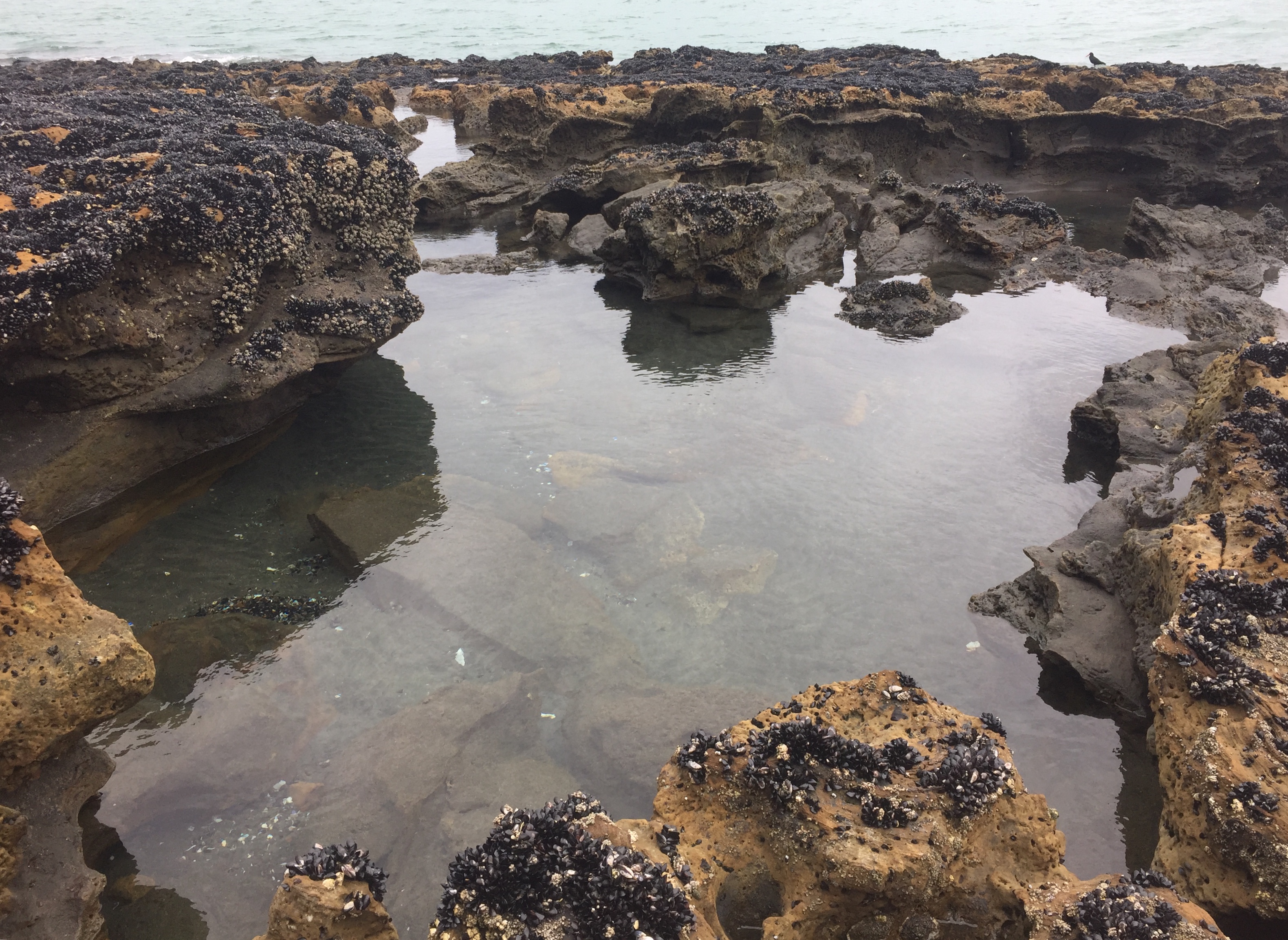 Aotea harbour, new zealand, rock pools, fish