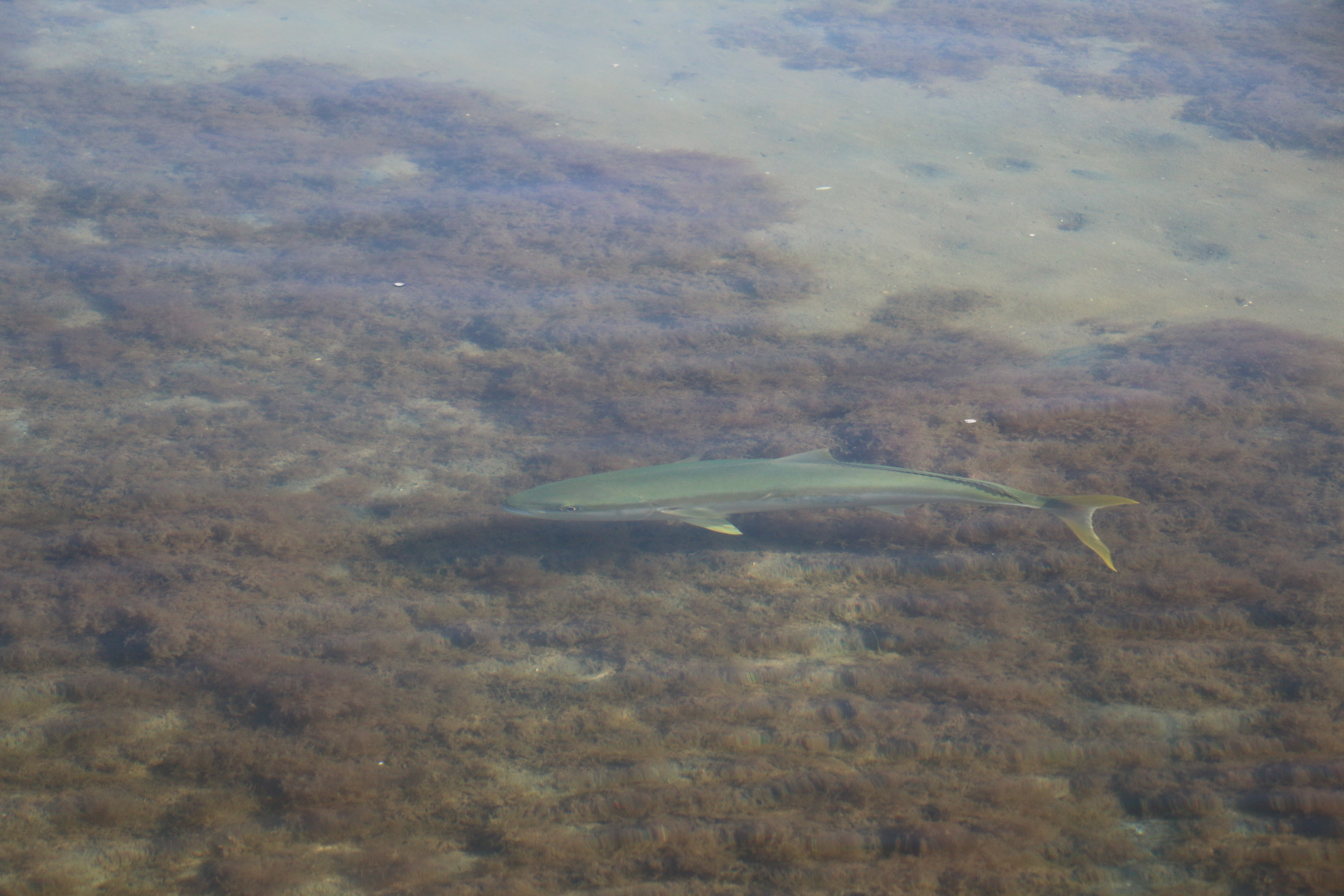 ray rider, flats, kingfish, New Zealand, fishing guide, Lucas Allen, fly rod, flies, salt fly