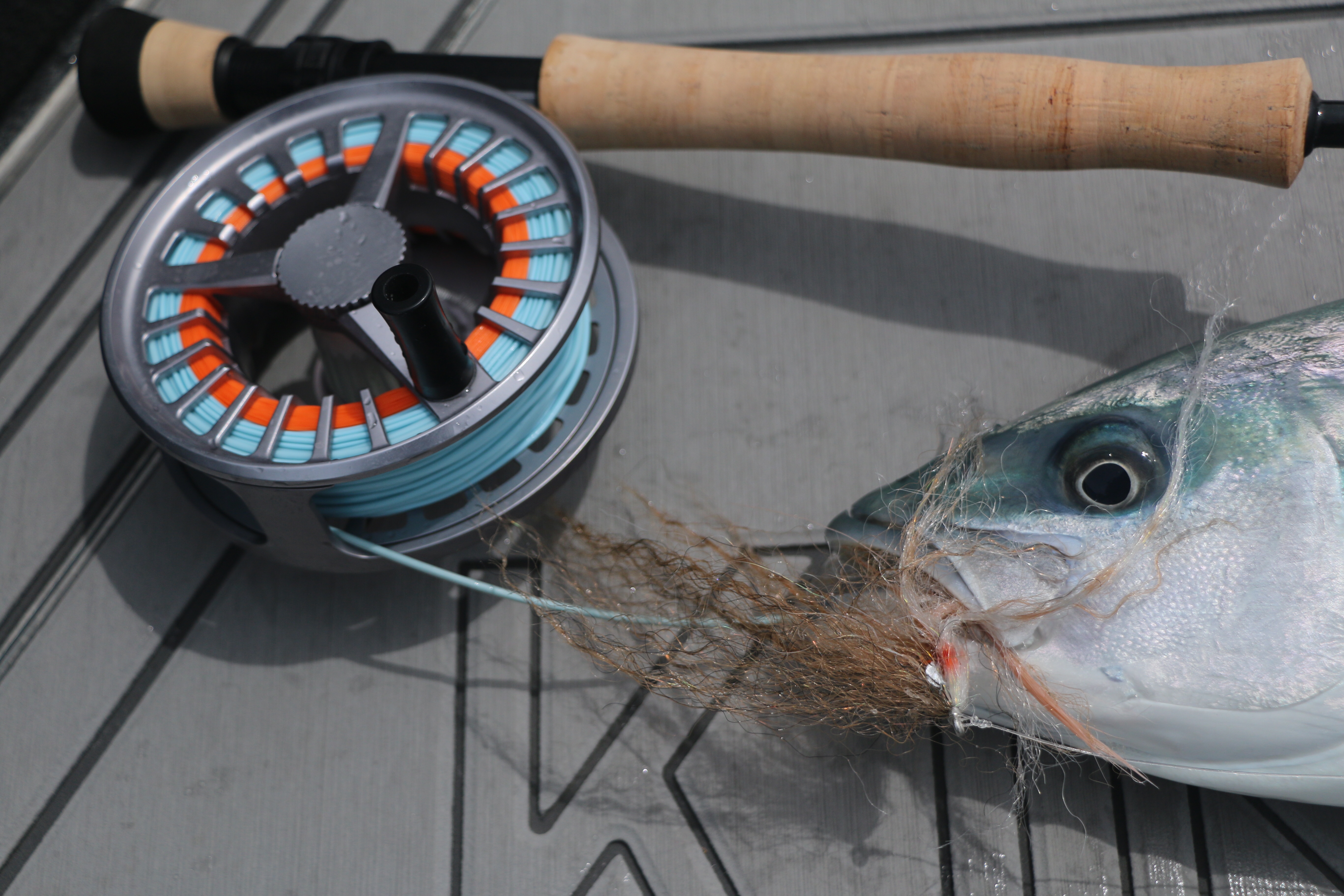 Kingfish, yellowtail, amberjack, permit, bonefish, salt water fly fishing, New Zealand