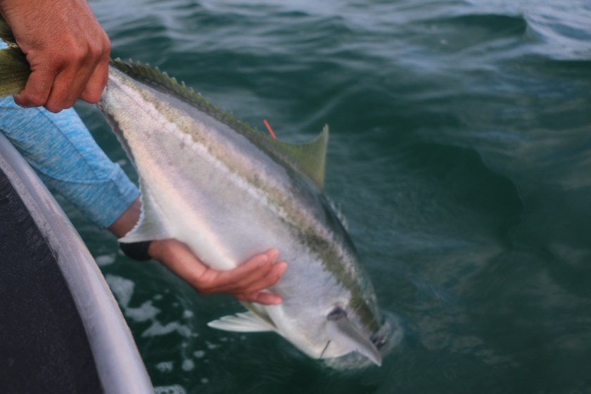 king tide salt fly, catch and release, kingfish