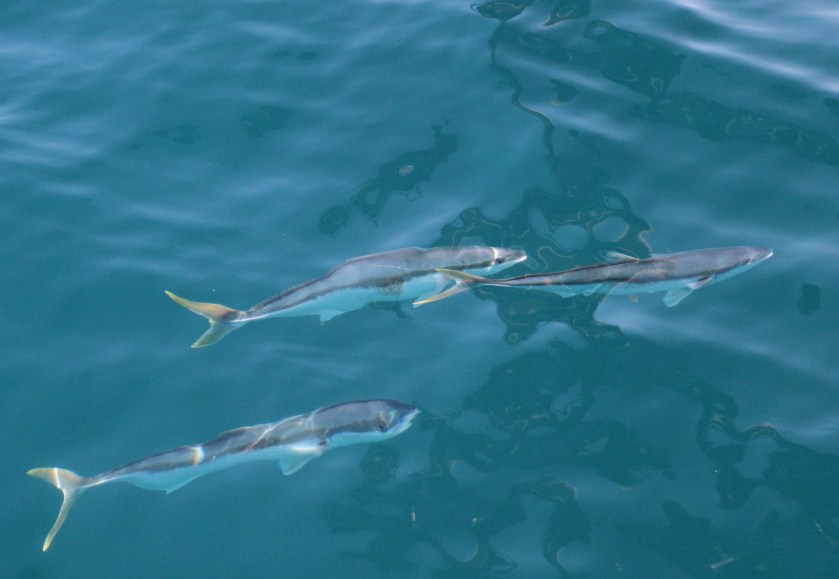 New Zealand, salt water, fly fishing, yellowtail kingfish