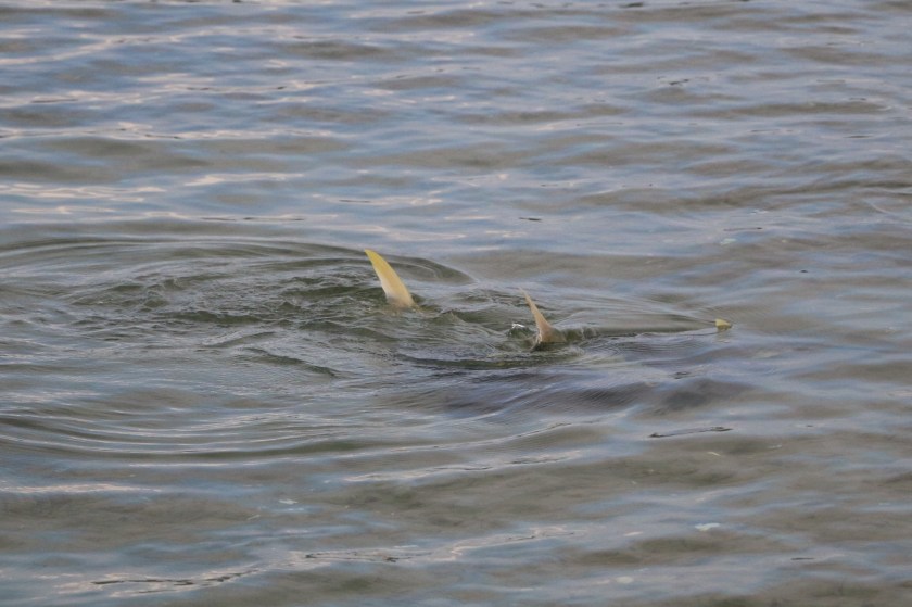 tailing fish, flats, kingfish, yellowtail, New Zealand, Collingwood, Tauranga
